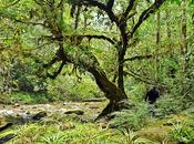 Various Tropical Rainforest Plants