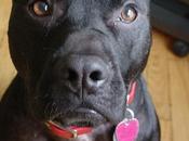 Animal Cruelty Dropping Ball Killer