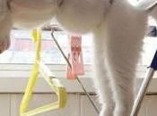 Cats Napping Places That Don’t Even Seem Possible