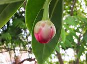 Summer Solstice Remember