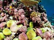 Welcome Political Initiative Preserve Life Oceans