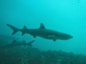 Galapagos Animals Worse Week Than