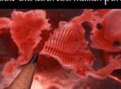 Minnesota Chamber Commerce Welcomes Baby Killer