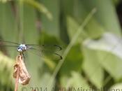 Dragonfly Season