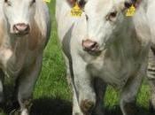 Iowa Company Trans Churns Cloned Cows Year