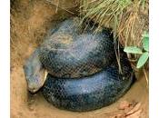 Keep Large Constrictor Snakes Trade