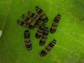 Sentience Plants: Plants Respond Sound Chewing Caterpillars