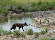 Manipulating Numbers Montana Wolf Policies