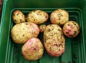 Potatoes. Good-looking Ones!