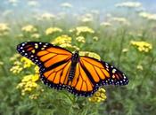 Poopoova Paranthupogum 'butterfly' Effect Impact Rock Salt Them..