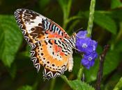 Photography Leopard Lacewing