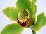 Green Orchid