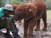 Orphaned Baby Elephant Rescued After Revenge Attack