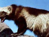 Fish Wildlife Service Reverses Wolverine Protection Proposal