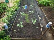 Planting Purple Sprouting Broccoli