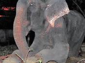 Raju Elephant Slave Meets Family First Time
