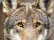 Wolf Extinction Fear Fish Wildlife Cuts Budget