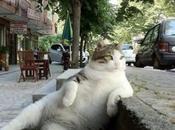 Laid Back Cats