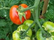 Tomato Damage Update