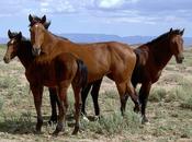 BLM, Cattle, Wild Horses, Biodiversity Western Ranges