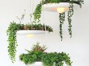 Growing Plants Bablylon Light