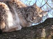 Wild Lynx Once Again Roam English Scottish Forests