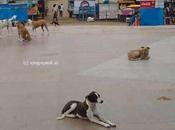 Stray Dogs Menace ...... Cynophobia..