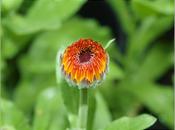 Flighty's Favourites