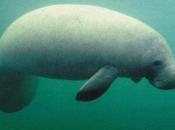 Help Manatees Receive Proper Protection