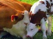 Love Cows Their Calves