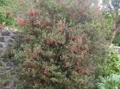 Crinodendron Hookerianum