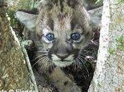 USFWS Department Interior Give Panthers Room Roam!