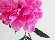Sunday Bouquet: Pink Garden Peony