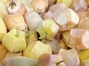 Tropical Punch: Ground Cherries Offer Strong Flavor Tiny Bite.