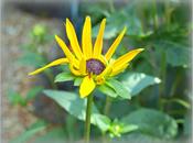 Rudbeckia Fulgida "Goldsturm"