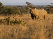 Mother Calf Rhino Killed Black Sanctuary, Pejeta