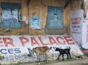 DAILY PHOTO: Kochi Street Goats