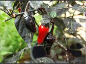 Late July Chilli Update