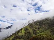 Photos World's Tallest Palm Trees That Will Make Feel Small
