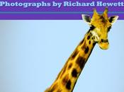 GIRAFFE, with Photos Richard Hewett, Available StarWalk Kids