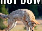 Coyote Killing Contest Oregon Shut Down