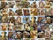 Looney Imam Those Virgins Waiting Jihadists Paradise