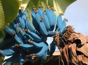 Strange, Rare Unusual Bananas