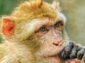 France, Stop Transporting Primates