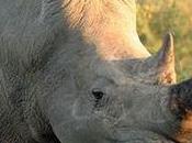 Save Rhinos from Rampant Poaching