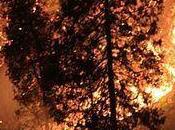 Following ‘Rim Fire,’ What Should Done with Trees Left Behind?