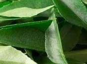 Rejuvenate Your Hair with Curry Leaves