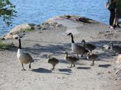 DAILY PHOTO: Geese Stepping