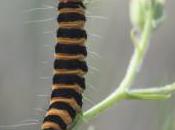 Wordless Wednesday Reasons Cheerful Cinnabar Moth Hoary Ragwort Species Bumblebee Cirsium
