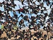 Speak California’s Tricolored Blackbirds Audubon California